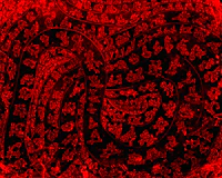 a red background with a lot of designs on it
